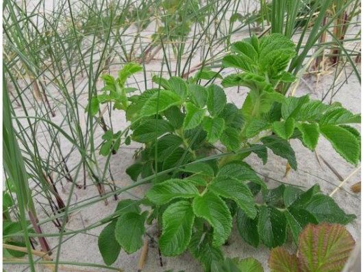 Ecogroen_Rimpelroos_1_530x703 preview.jfif